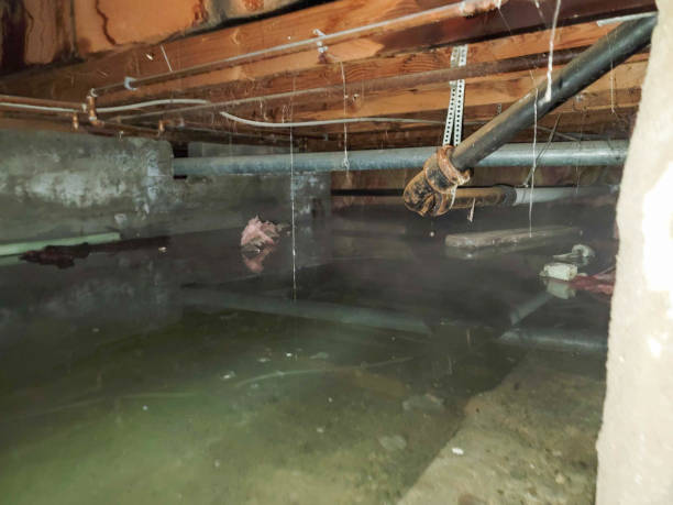 Best Sewage cleanup and water damage restoration  in Calumet Park, IL